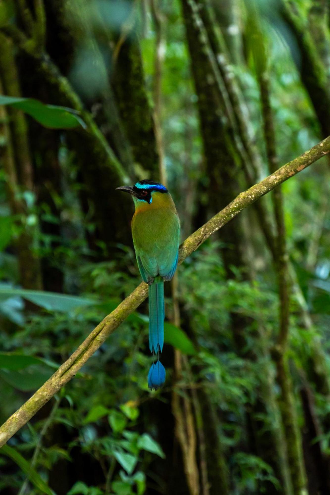 Koora Monteverde A Cloud Forest Hotel By Sandglass 外观 照片