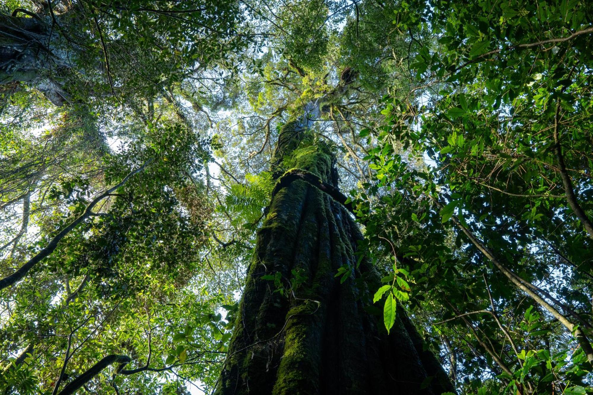Koora Monteverde A Cloud Forest Hotel By Sandglass 外观 照片