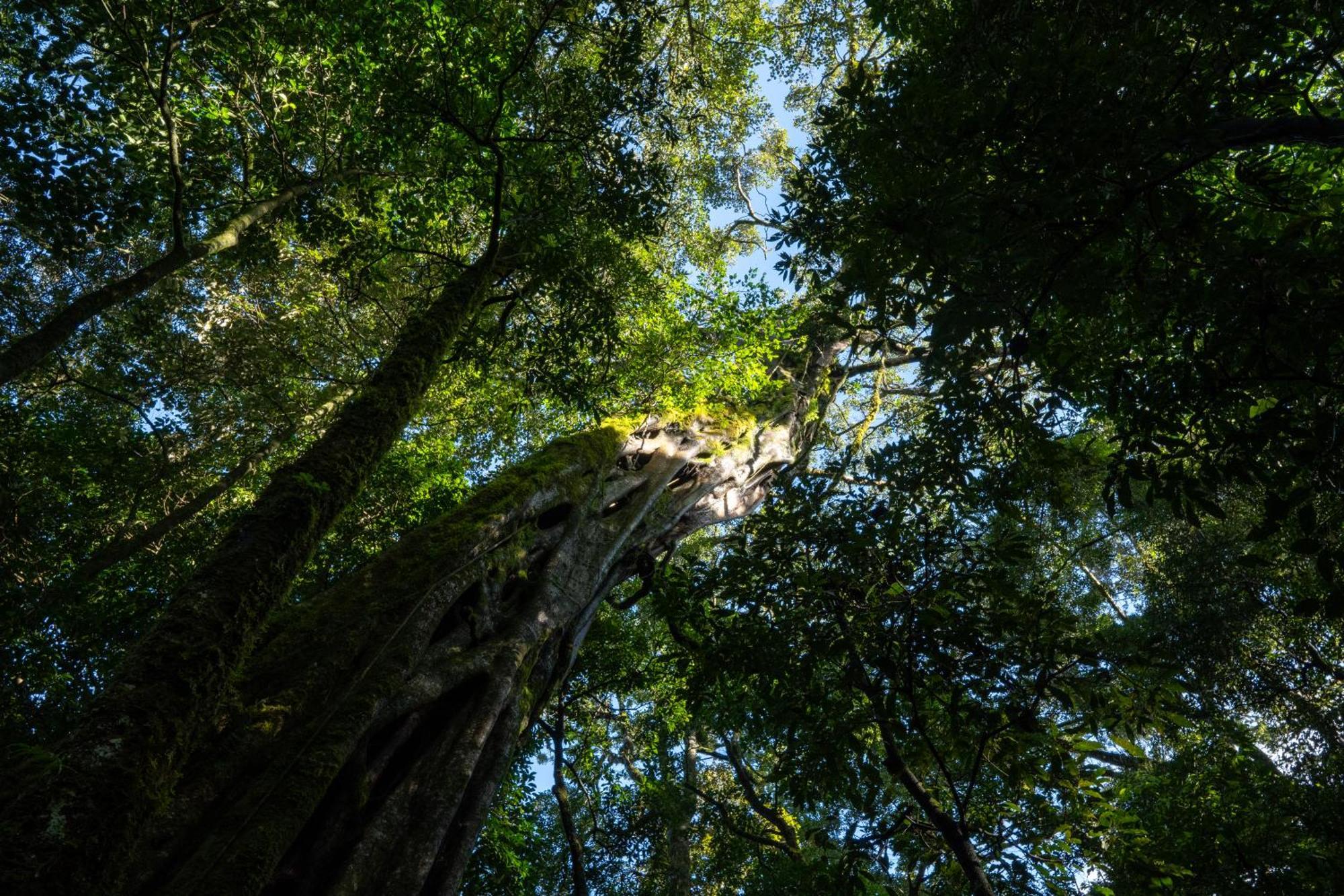 Koora Monteverde A Cloud Forest Hotel By Sandglass 外观 照片